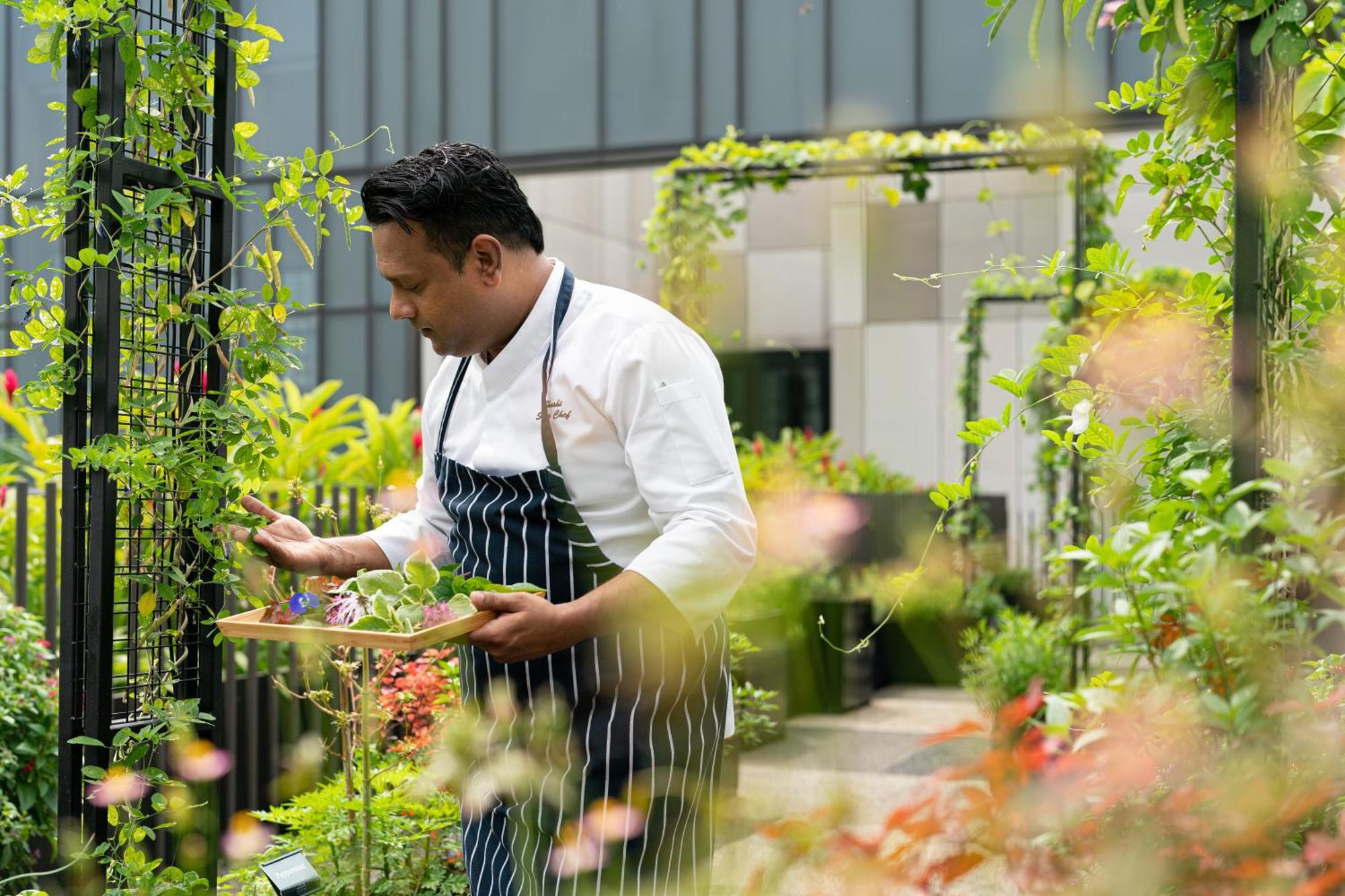 Parkroyal Collection Pickering, Singapura Luaran gambar The photo shows a chef in a white jacket and striped apron tending to a garden. He is holding a wooden tray with various plants or herbs, inspecting them carefully. The setting appears lush and vibrant, filled with greenery and colorful flowers, sugg