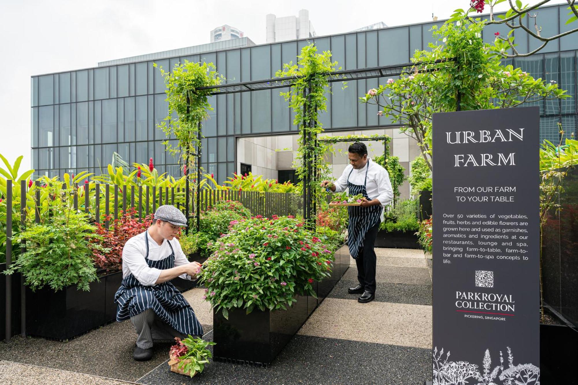 Parkroyal Collection Pickering, Singapura Luaran gambar The photo shows an urban farm setting where two individuals are tending to plants. One person is crouched down, checking or maintaining the plants while wearing a cap and an apron, and the other is standing nearby, also attending to the greenery. Sur